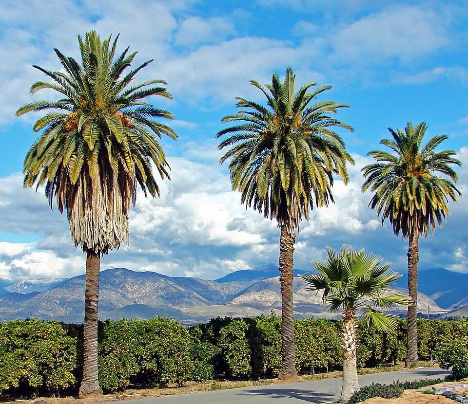 Redlands