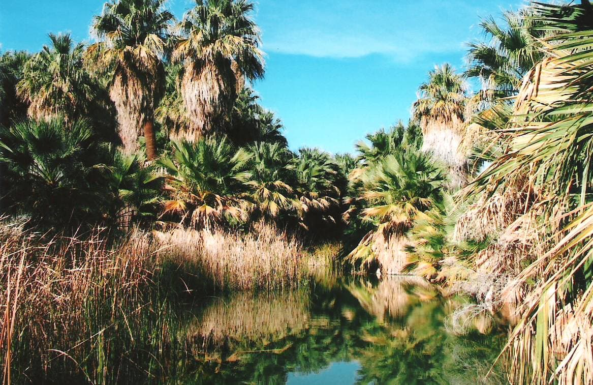 Thousand Palms